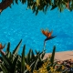 Robots para piscina