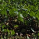 Tipos de fertilizantes