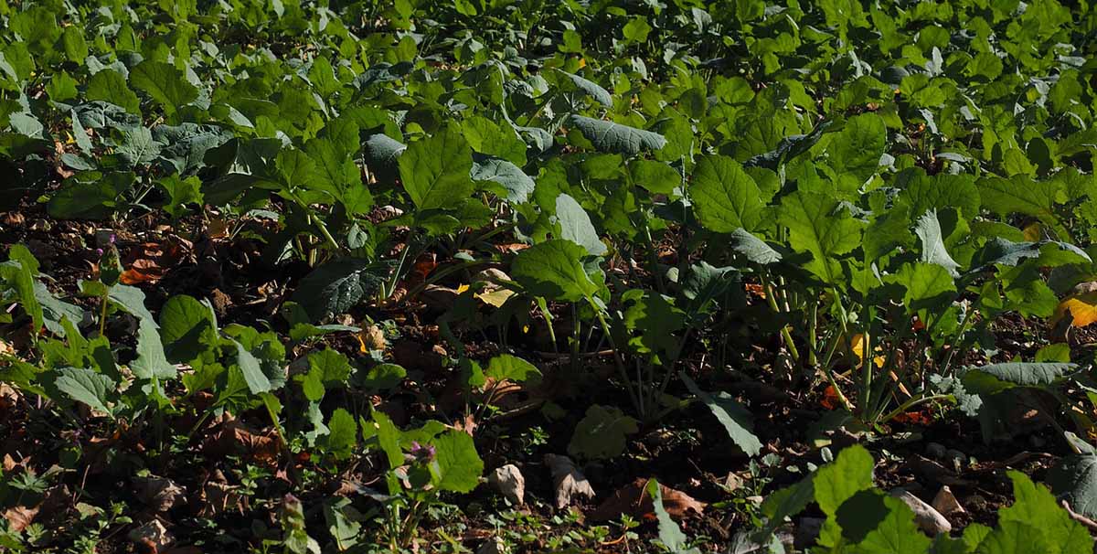 Tipos de fertilizantes