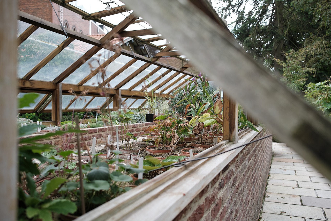 Plantas estresadas