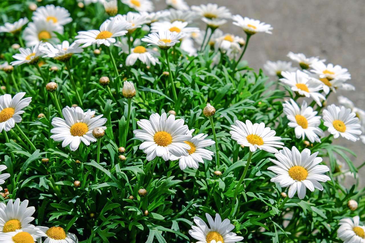 Empieza a preparar tu jardín para esta primavera